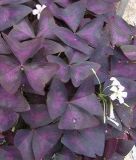 Oxalis triangularis "Mijke" (Herzbrecher-Sauerklee)