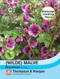 Malva sylvestris "Brave Heart" - Wilde Malve