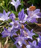 Triteleia laxa "Knigin Fabiola" - Frhlingsstern, Narrenzwiebel