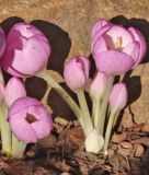 Colchicum "Herbstkugel" - Herbstzeitlose