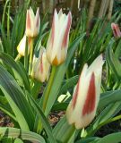 Tulipa kaufmanniana "Hope"