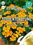 Tagetes patula "Bambio Orange" - Studentenblume