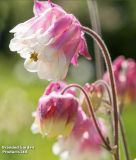 Aquilegia caerulea "Pink Petticoat" - Akelei