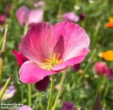 Eschscholzia californica 