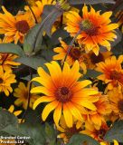 Heliopsis scabra "Burning Heart" - Sonnenauge