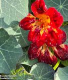 Tropaeolum majus 