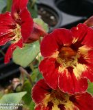 Tropaeolum majus 