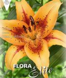 Lilium "Hotel California" - Orientalische Hybride