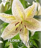 Lilium "Tigermoon" - Orientalische Hybride