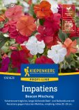 Impatiens walleriana "Beacon F1 Mischung" - Fleissiges Lieschen