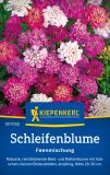 Iberis umbellata "Feenmischung" - Schleifenblume