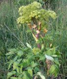 Angelica archangelica - Engelwurz