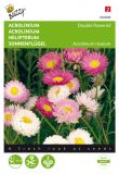 Helipterum roseum "Gefllte Mischung" (Acroclinium) - Sonnenflgel