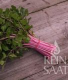 Stangensellerie "Chinese Pink Celery" - Apium graveolens var. dulce (Bio-Samen)