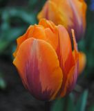 Triumph-Tulpe Princess Irene