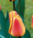 Darwin-Hybrid-Tulpe Apeldoorn Elite