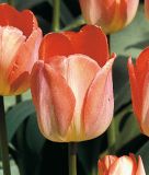 Darwin-Hybrid-Tulpe Big Chief