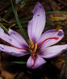 Crocus sativus - Safran-Herbstkrokus