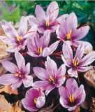 Crocus sativus - Safran-Herbstkrokus