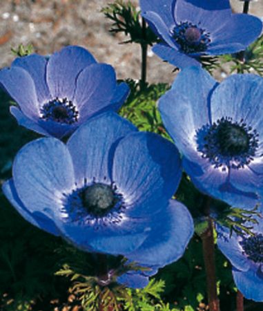 Anemone coronaria "Mr. Fokker" - Kronenanemone