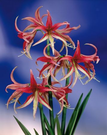 Hippeastrum - Amaryllis Spezialitt "La Paz"