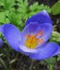 Crocus speciosus "Conqueror" - Pracht-Herbstkrokus