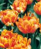 Geflltblhende spte Tulpe Orange Princess