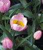 Wildtulpe Tulipa bakeri "Lilac Wonder" - Kretische Felsentulpe