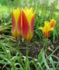 Wildtulpe Tulipa clusiana var. chrysantha - Himalaja-Tulpe