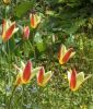 Wildtulpe Tulipa clusiana "Cynthia" - Damentulpe