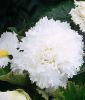 Begonia grandiflora "fimbriata Wei"