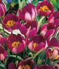 Wildtulpe Tulipa humilis "Persian Pearl" - Krokustulpe