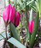 Wildtulpe Tulipa humilis "Violacea Black Base" - Krokustulpe