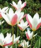 Wildtulpe Tulipa "Lady Jane"