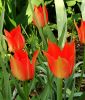 Wildtulpe Tulipa linifolia - Leinblttrige Tulpe