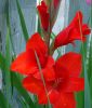 Edel-Gladiole "Mascagni"