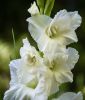 Edel-Gladiole "White Prosperity"