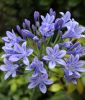 Agapanthus africanus "Blau" (Schmucklilie)