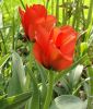 Tulipa greigii Prinzess Charmante