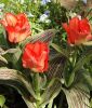 Tulipa greigii Rotkppchen