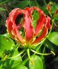 Gloriosa rothschildiana (Ruhmeskrone)