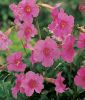 Incarvillea delavayi "Rosa" (Freilandgloxinie)