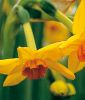 Narcissus tazetta "Falconet"