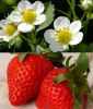 Erdbeere "Elan F1" - Fragaria x ananassa