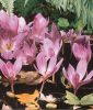 Colchicum "Lilac Wonder" - Herbstzeitlose