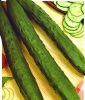 Salatgurke "Burpless Tasty Green F1" - Cucumis sativus