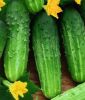 Salatgurke "Delikatess" - Cucumis sativus