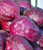 Rotkohl "Ruby Perfection F1" - Brassica oleracea var. capitata rubra