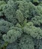 Grnkohl "Winterbor F1" - Brassica oleracea var. sabellica