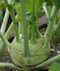 Kohlrabi "Delikatess weier" - Brassica oleracea var. gongylodes